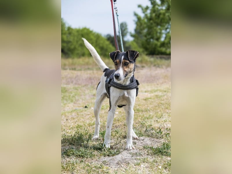 Banderas-SI - freundlicher Foxterrier sucht agiles Zuhause 