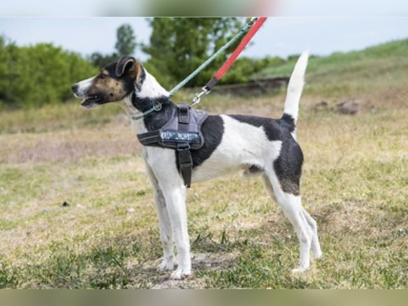 Banderas-SI - freundlicher Foxterrier sucht agiles Zuhause 