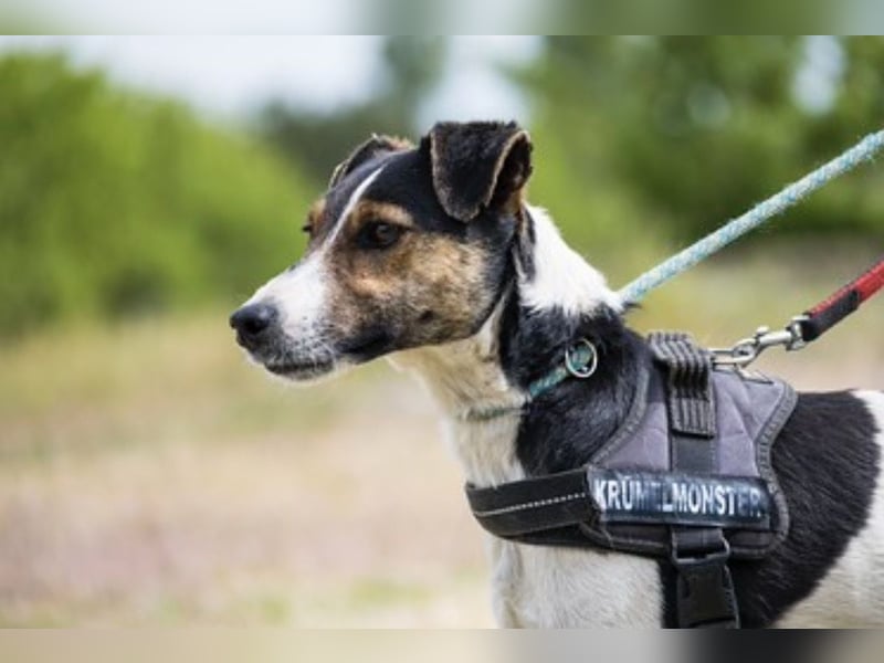Banderas-SI - freundlicher Foxterrier sucht agiles Zuhause 