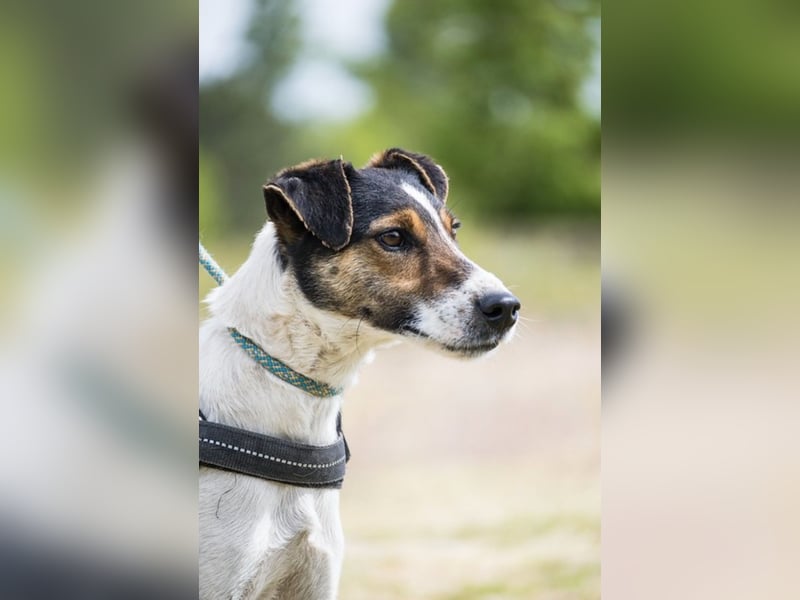 Banderas-SI - freundlicher Foxterrier sucht agiles Zuhause 