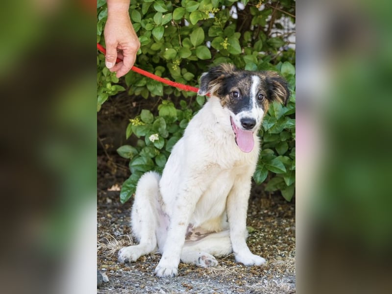Lipot SI – aktiver Terriermix sucht Menschen mit Herz und Verstand ❤️