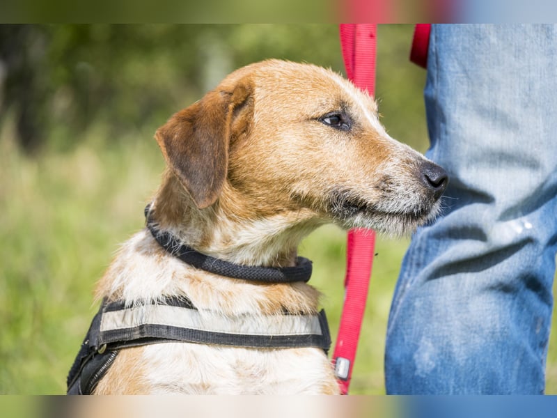 Bobi-SI – Lieber Kerl sucht Zuhause