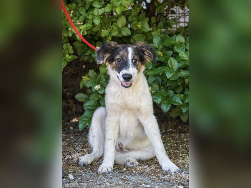 Lipot SI – aktiver Terriermix sucht Menschen mit Herz und Verstand ❤️