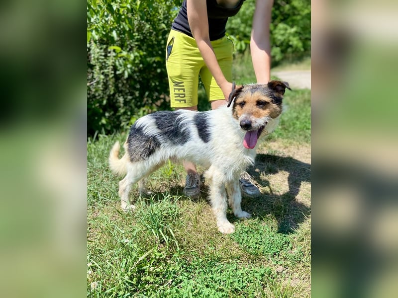 Verschmuster Foxterrier Mix, 1,5J., kastriert, verspielt und verträglich