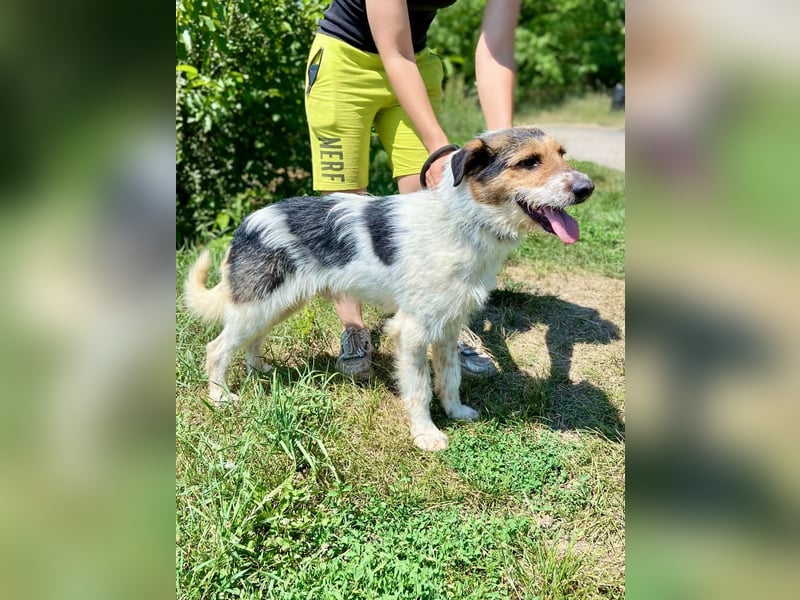 Verschmuster Foxterrier Mix, 1,5J., kastriert, verspielt und verträglich