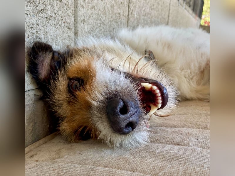 Verschmuster Foxterrier Mix, 1,5J., kastriert, verspielt und verträglich