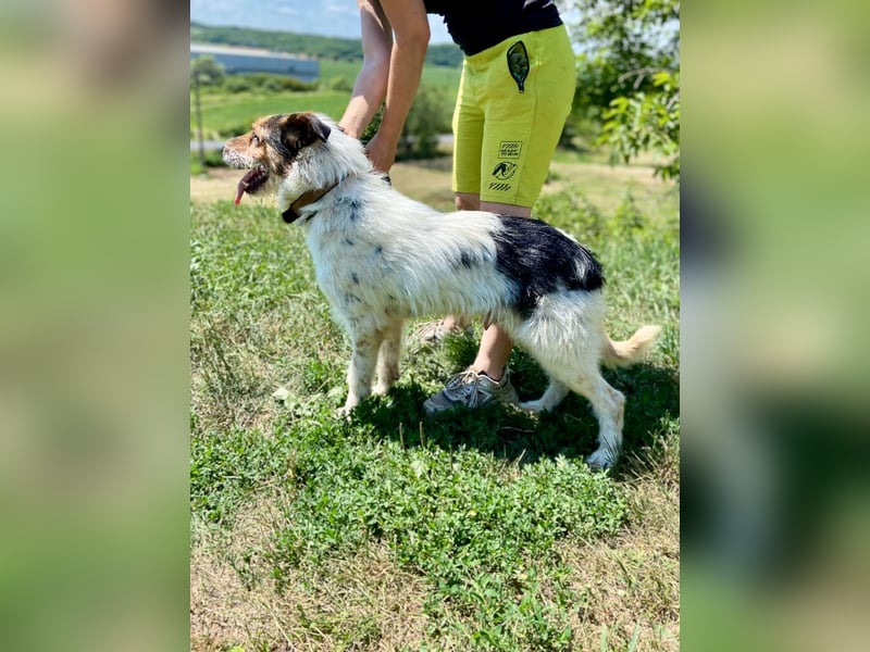 Verschmuster Foxterrier Mix, 1,5J., kastriert, verspielt und verträglich
