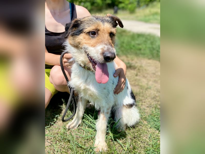 Verschmuster Foxterrier Mix, 1,5J., kastriert, verspielt und verträglich