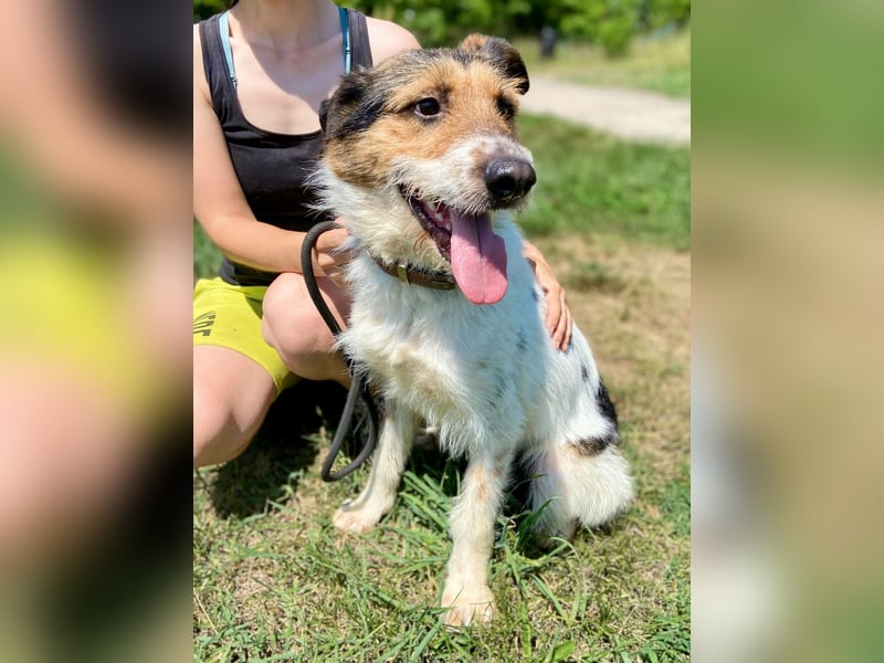 Verschmuster Foxterrier Mix, 1,5J., kastriert, verspielt und verträglich