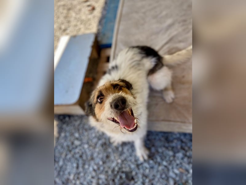 Verschmuster Foxterrier Mix, 1,5J., kastriert, verspielt und verträglich