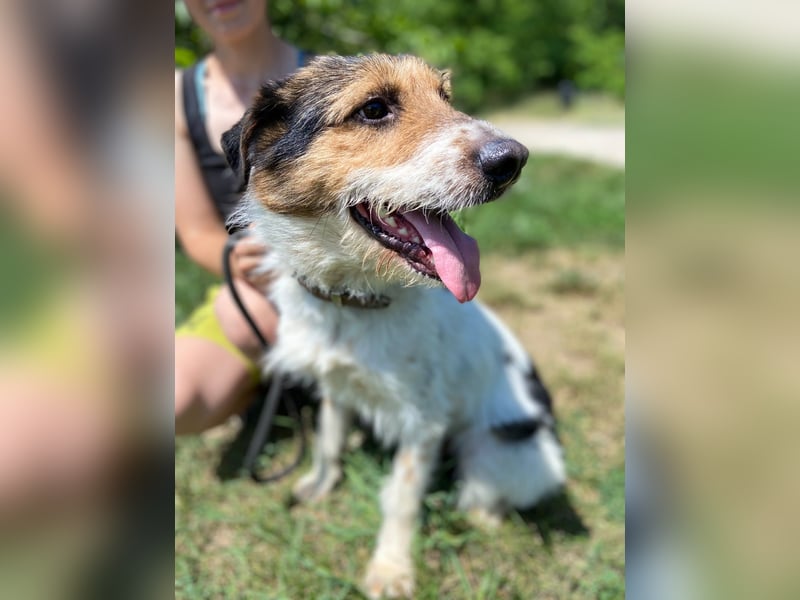 Verschmuster Foxterrier Mix, 1,5J., kastriert, verspielt und verträglich