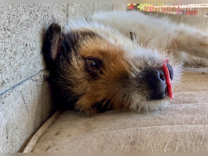 Verschmuster Foxterrier Mix, 1,5J., kastriert, verspielt und verträglich