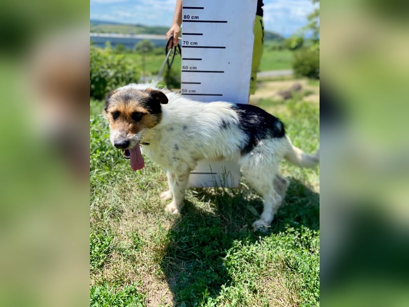 Verschmuster Foxterrier Mix, 1,5J., kastriert, verspielt und verträglich