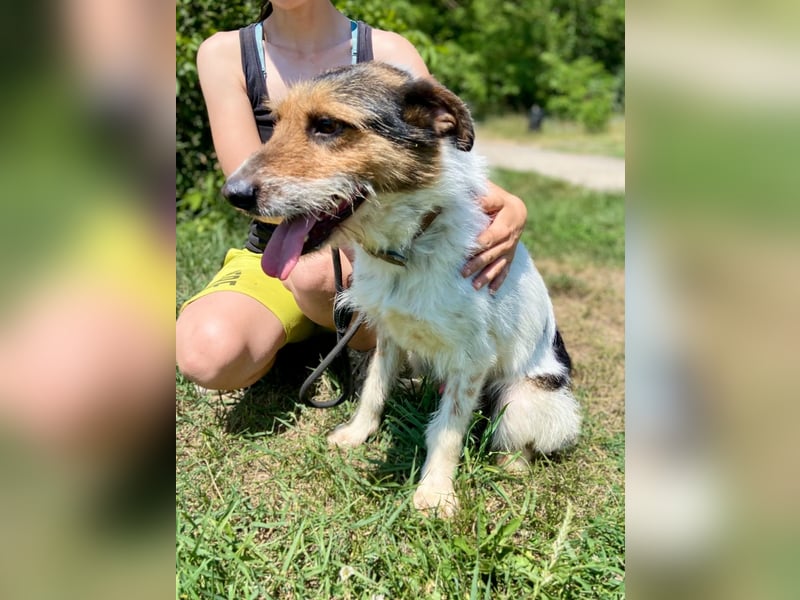 Verschmuster Foxterrier Mix, 1,5J., kastriert, verspielt und verträglich