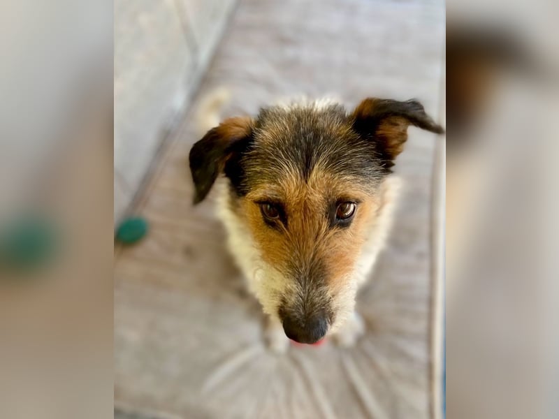 Verschmuster Foxterrier Mix, 1,5J., kastriert, verspielt und verträglich