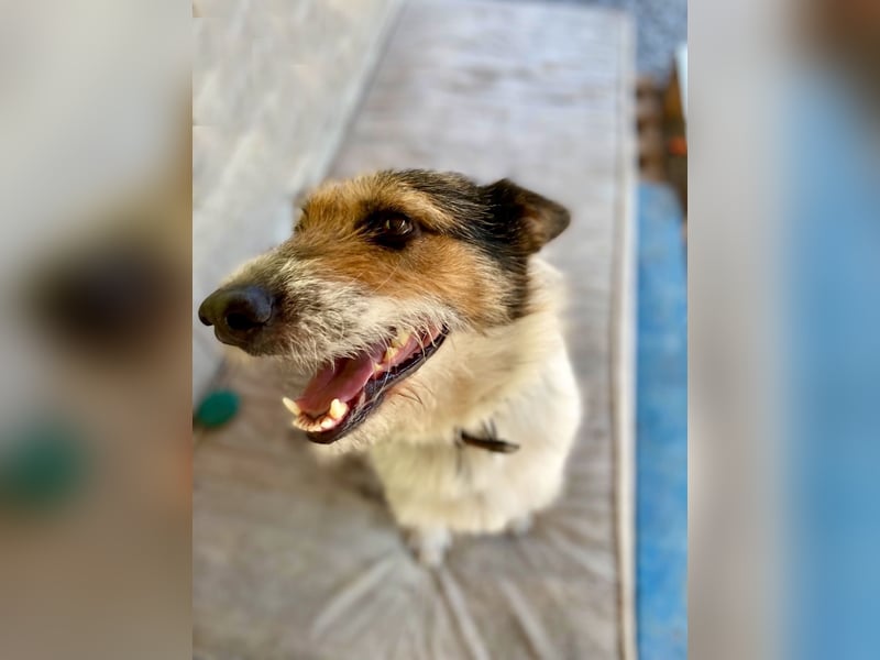 Verschmuster Foxterrier Mix, 1,5J., kastriert, verspielt und verträglich