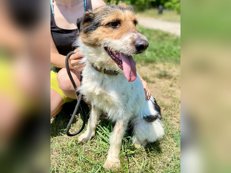 Verschmuster Foxterrier Mix, 1,5J., kastriert, verspielt und verträglich
