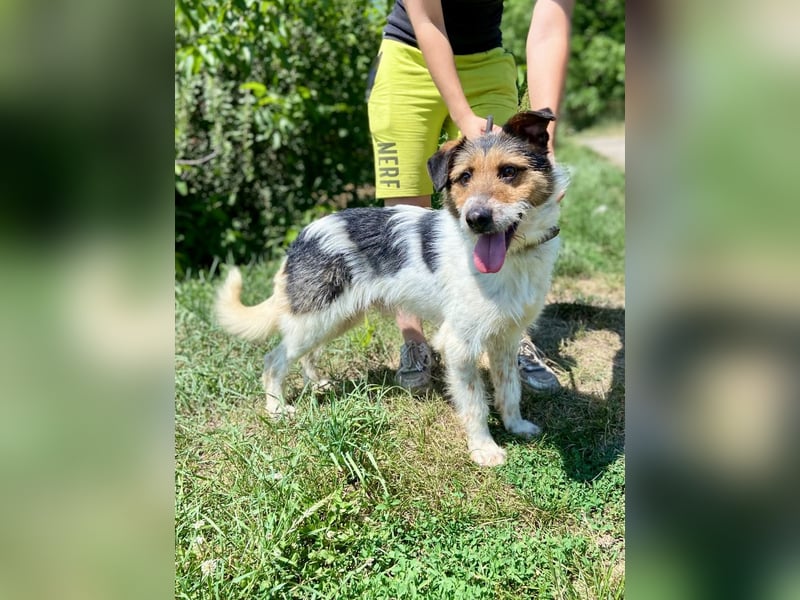 Verschmuster Foxterrier Mix, 1,5J., kastriert, verspielt und verträglich