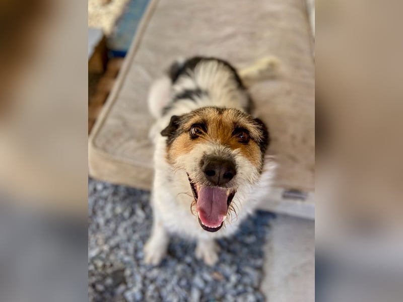 Verschmuster Foxterrier Mix, 1,5J., kastriert, verspielt und verträglich