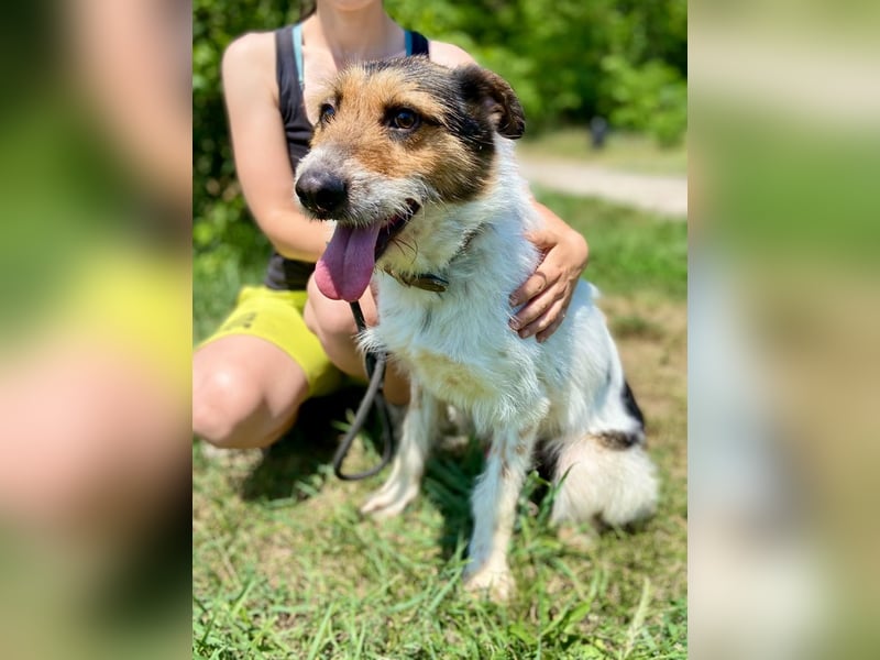 Verschmuster Foxterrier Mix, 1,5J., kastriert, verspielt und verträglich