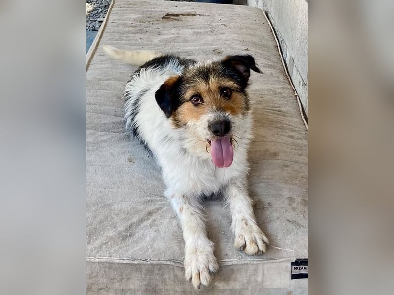 Verschmuster Foxterrier Mix, 1,5J., kastriert, verspielt und verträglich