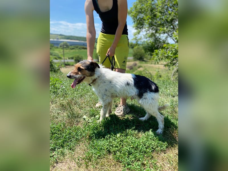 Verschmuster Foxterrier Mix, 1,5J., kastriert, verspielt und verträglich