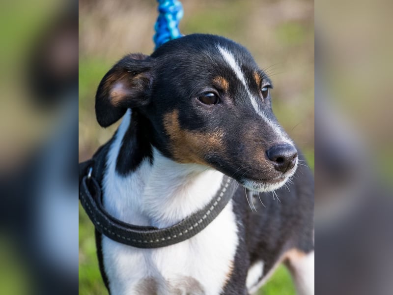 Flopp SI - aktiv, verspielt