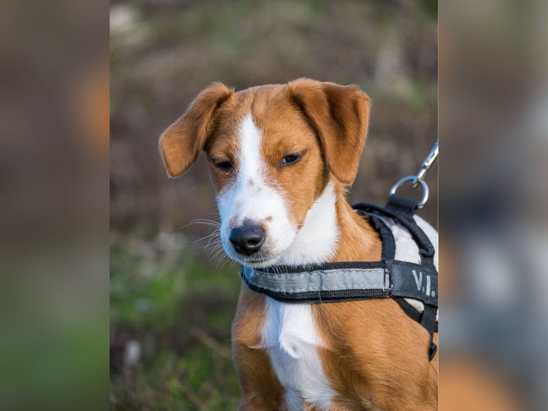 Finch SI - aktiv, verspielt