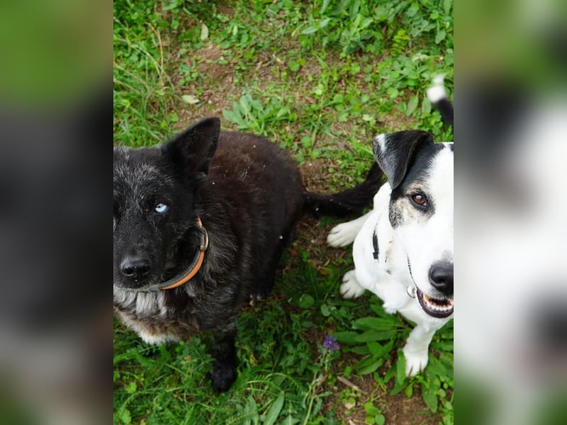 Feco VA, freundlich und sehr lustig