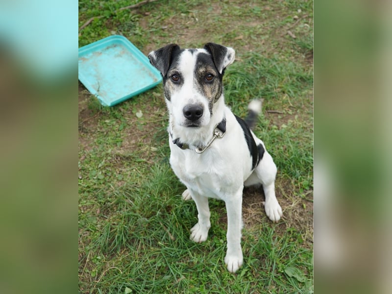 Feco VA, freundlich und sehr lustig