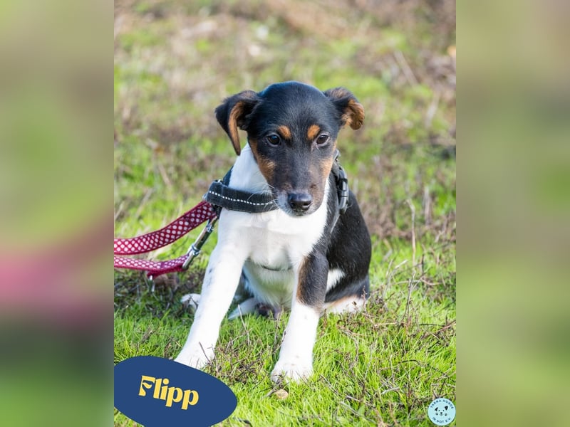 Flipp SI - aktiv, verspielt