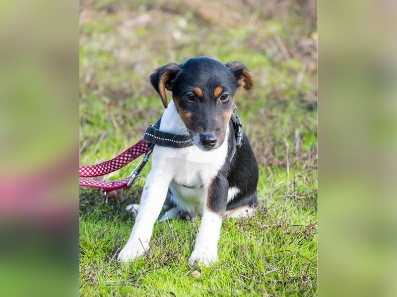 Flipp SI - aktiv, verspielt