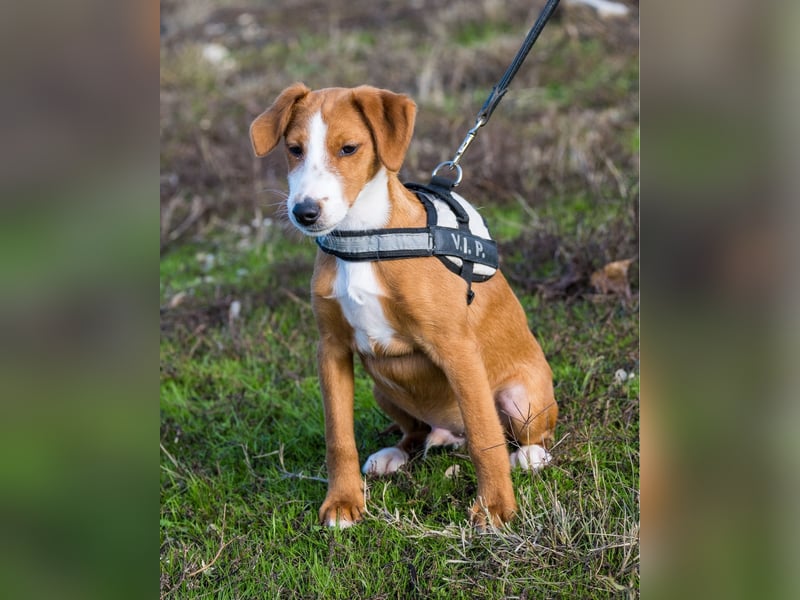 Finch SI - aktiv, verspielt