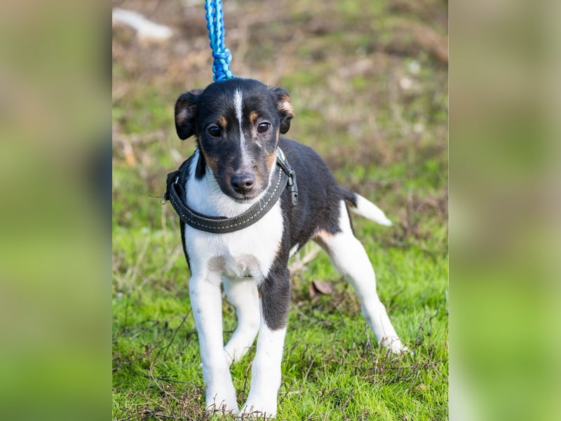 Flopp SI - aktiv, verspielt