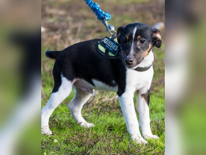 Flopp SI - aktiv, verspielt