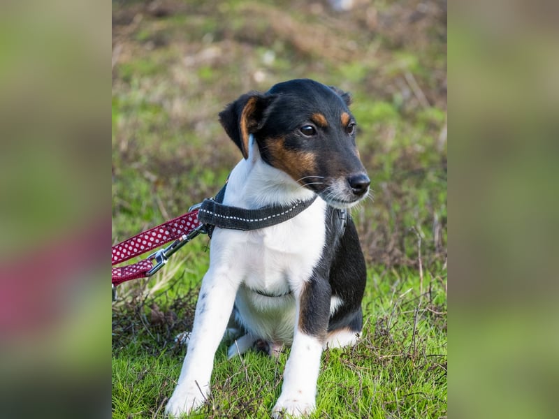 Flipp SI - aktiv, verspielt