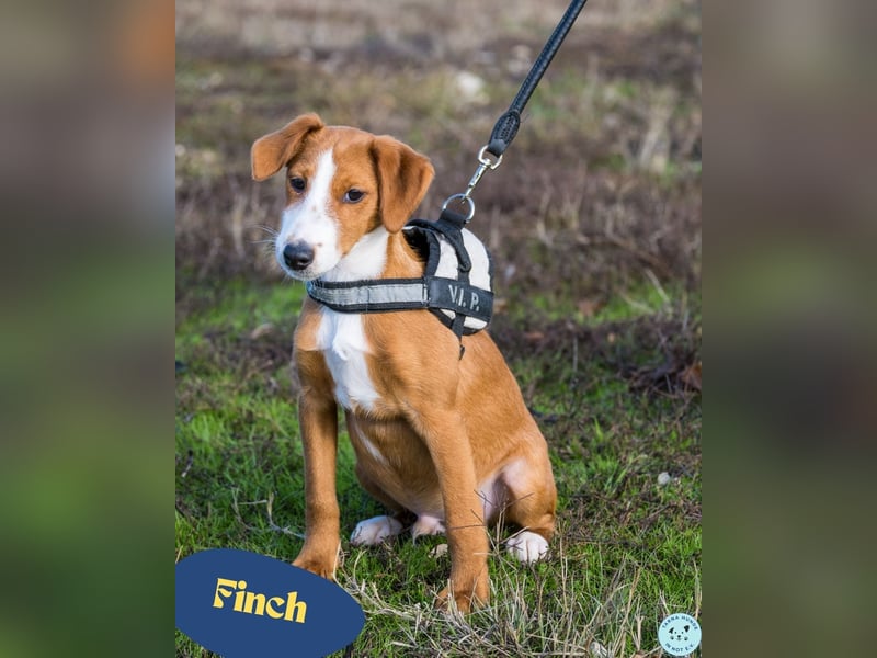 Finch SI - aktiv, verspielt