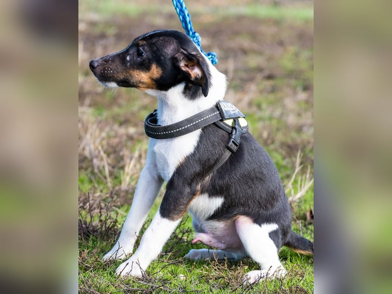 Flopp SI - aktiv, verspielt