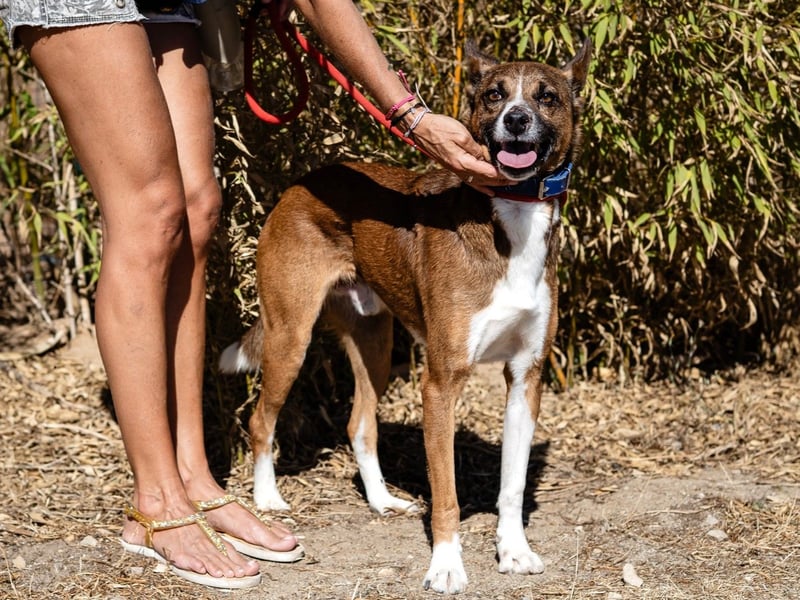 Typisch unkomplizierter Mischling ♦️CRAVO♦️in der Cantinho da Milu ⏳ 9/2025