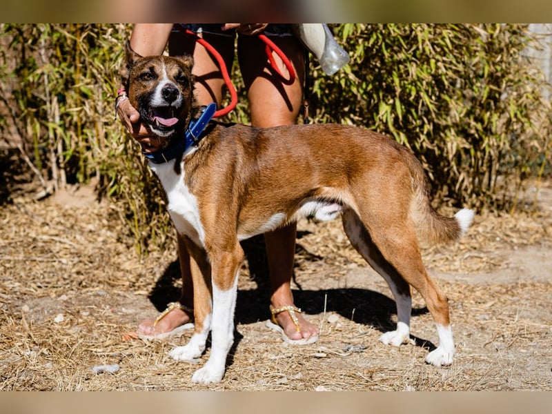 Typisch unkomplizierter Mischling ♦️CRAVO♦️in der Cantinho da Milu ⏳ 9/2025