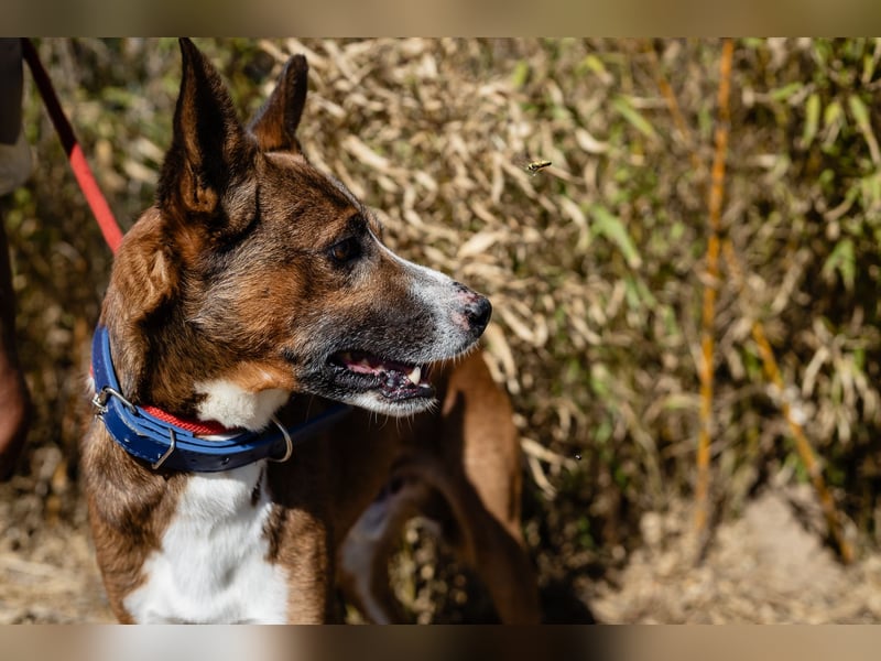 Typisch unkomplizierter Mischling ♦️CRAVO♦️in der Cantinho da Milu ⏳ 9/2025