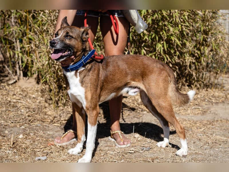 Typisch unkomplizierter Mischling ♦️CRAVO♦️in der Cantinho da Milu ⏳ 9/2025