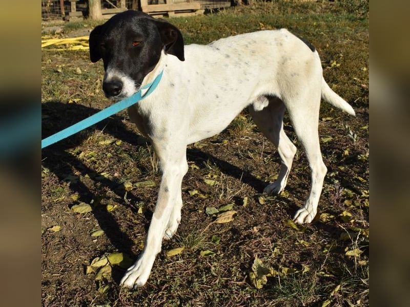 Móric - Wirbelwind voller Lebensfreude