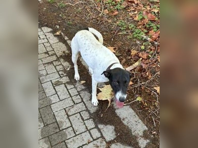 Móric - Wirbelwind voller Lebensfreude