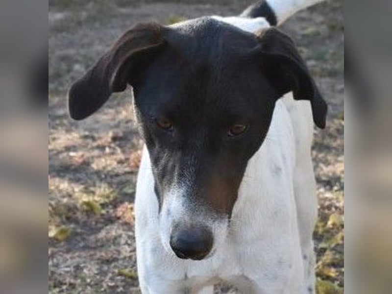 Móric - Wirbelwind voller Lebensfreude