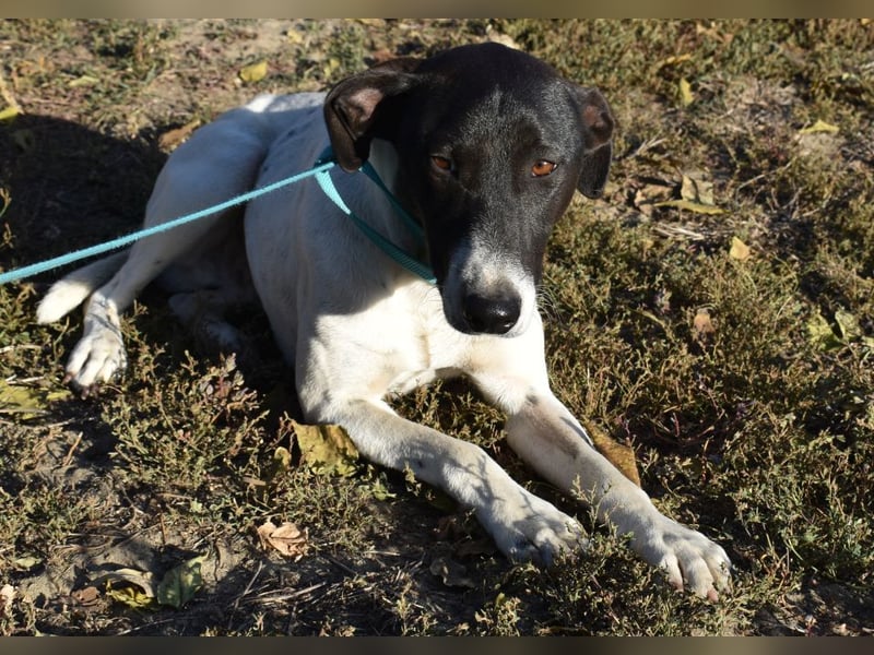 Móric - Wirbelwind voller Lebensfreude