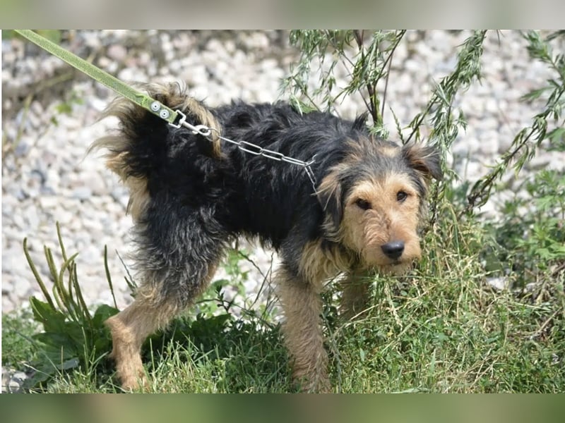 Klausi - Aktiver und lieber kleiner Rüde, ca. 2019 geboren, SEHR menschenbezogen!