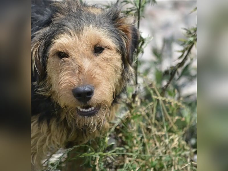 Klausi - Aktiver und lieber kleiner Rüde, ca. 2019 geboren, SEHR menschenbezogen!