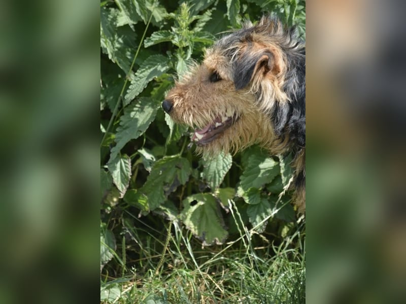 Klausi - Aktiver und lieber kleiner Rüde, ca. 2019 geboren, SEHR menschenbezogen!