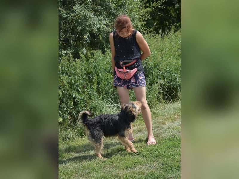 Klausi - Aktiver und lieber kleiner Rüde, ca. 2019 geboren, SEHR menschenbezogen!